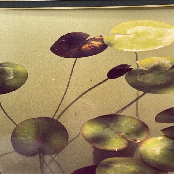 Waterlilies Lili Pad  Photograph Artist Signed Double Mat - Picture 6 of 9